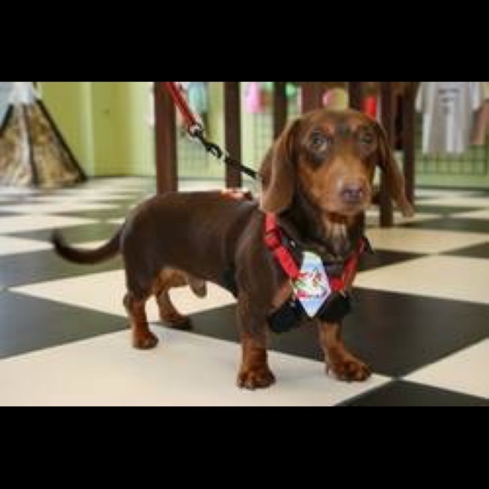 Pet ties - Picture 3 of 3